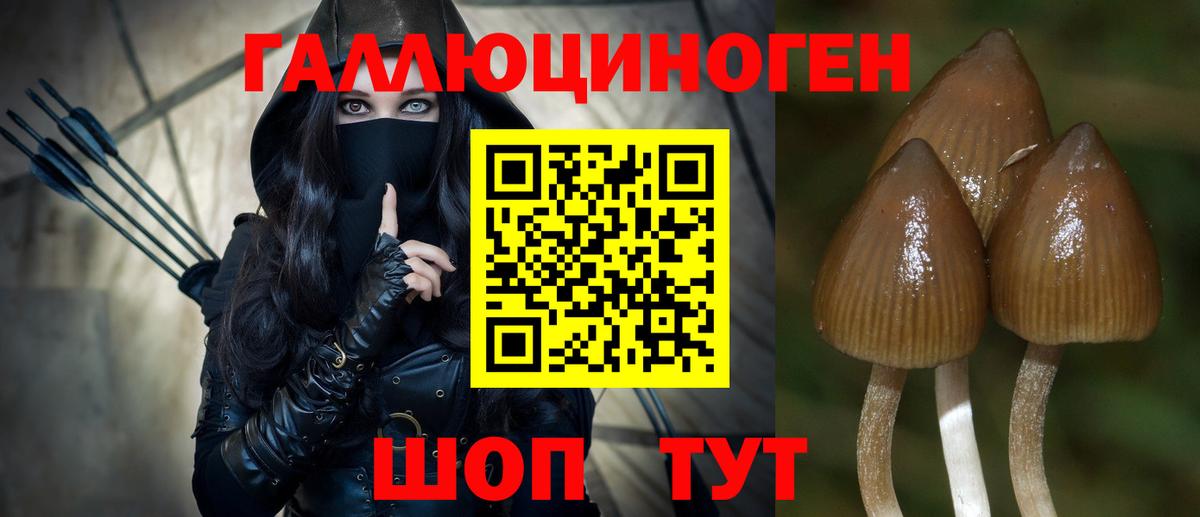 Псилоцибиновые грибы Cubensis Рославль